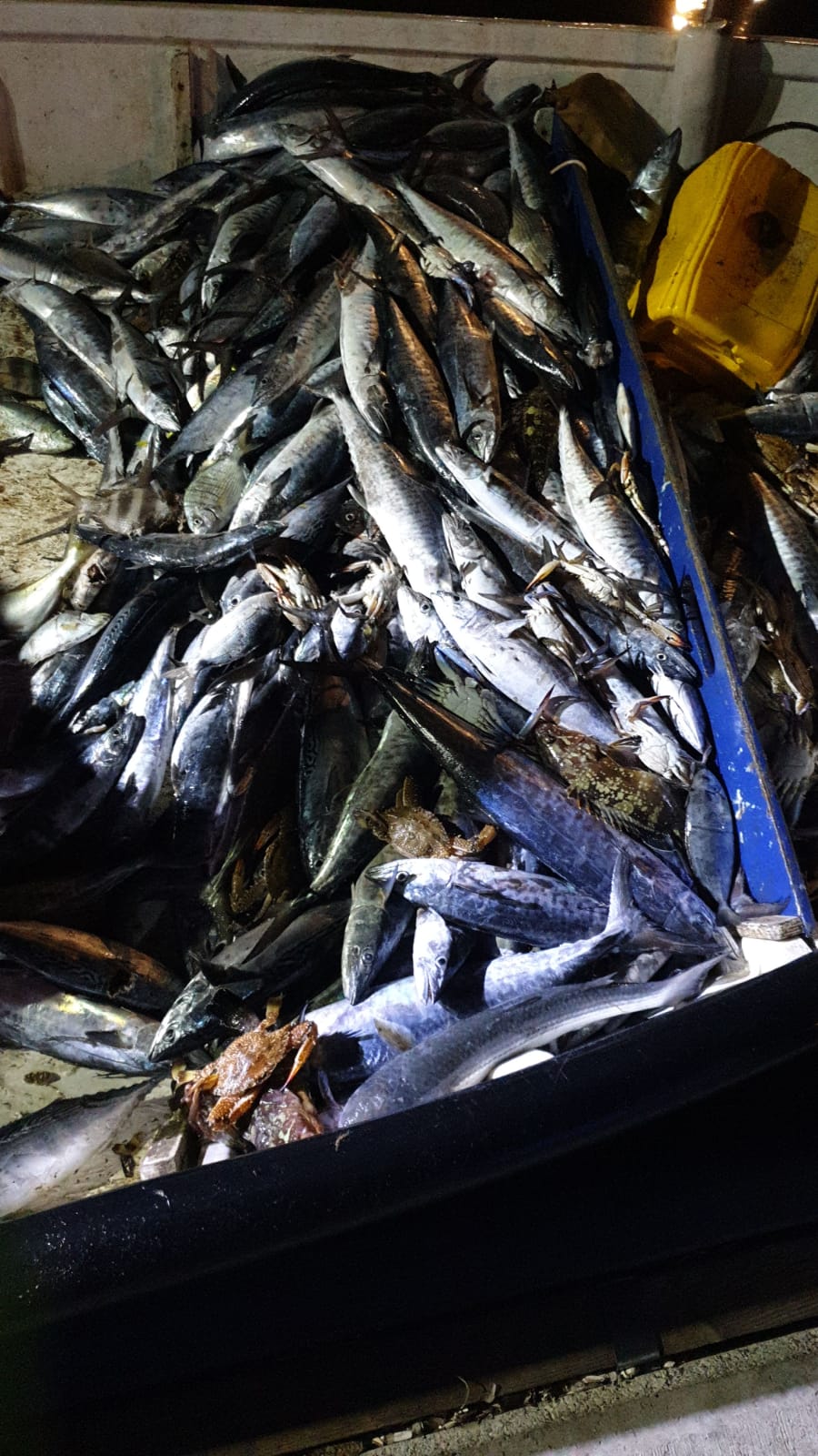 WhatsApp Image 2020-01-30 at 10.30.29 AM.jpeg.jpeg